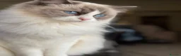 Ragdoll gatti in vendita: Cuccioli Ragdoll - Annuncio 5
