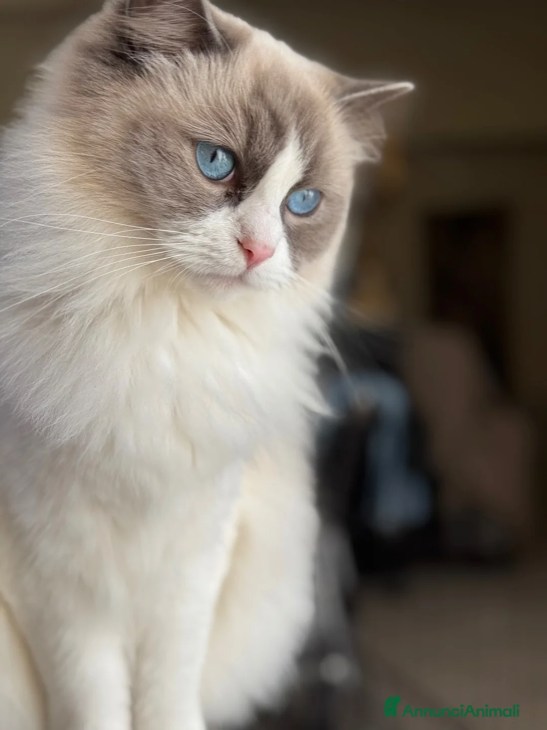 Ragdoll gatti in vendita: Cuccioli Ragdoll - Annuncio 5