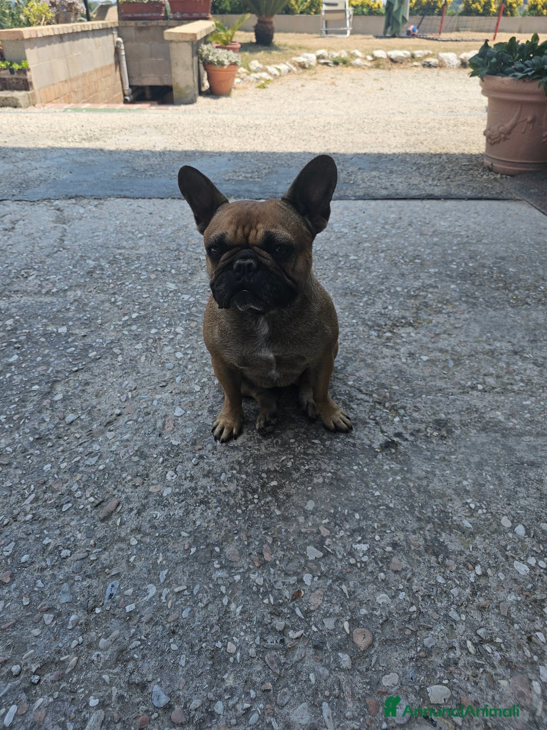 Bulldog Francese cani in vendita: Bulldog francese bringee a Provincia di Ancona - Immagine 9
