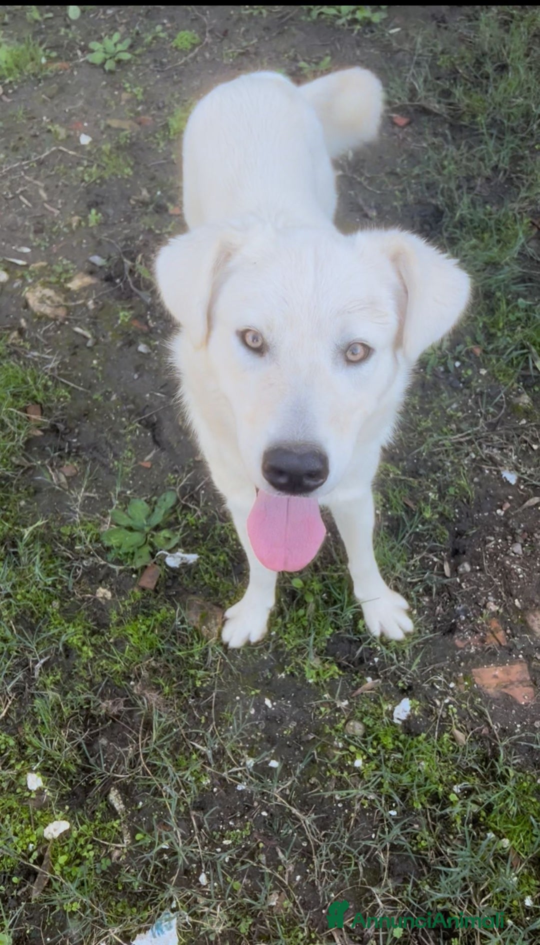 Meticcio cani in regalo: GUE’ 💙 -cucciolo di 11 mesi cerca ancora casa🙏🏻 - Annuncio 3