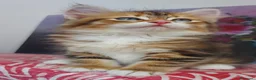 Siberiano gatti in vendita: Cucciolo Siberiano Certificato  - Annuncio 7