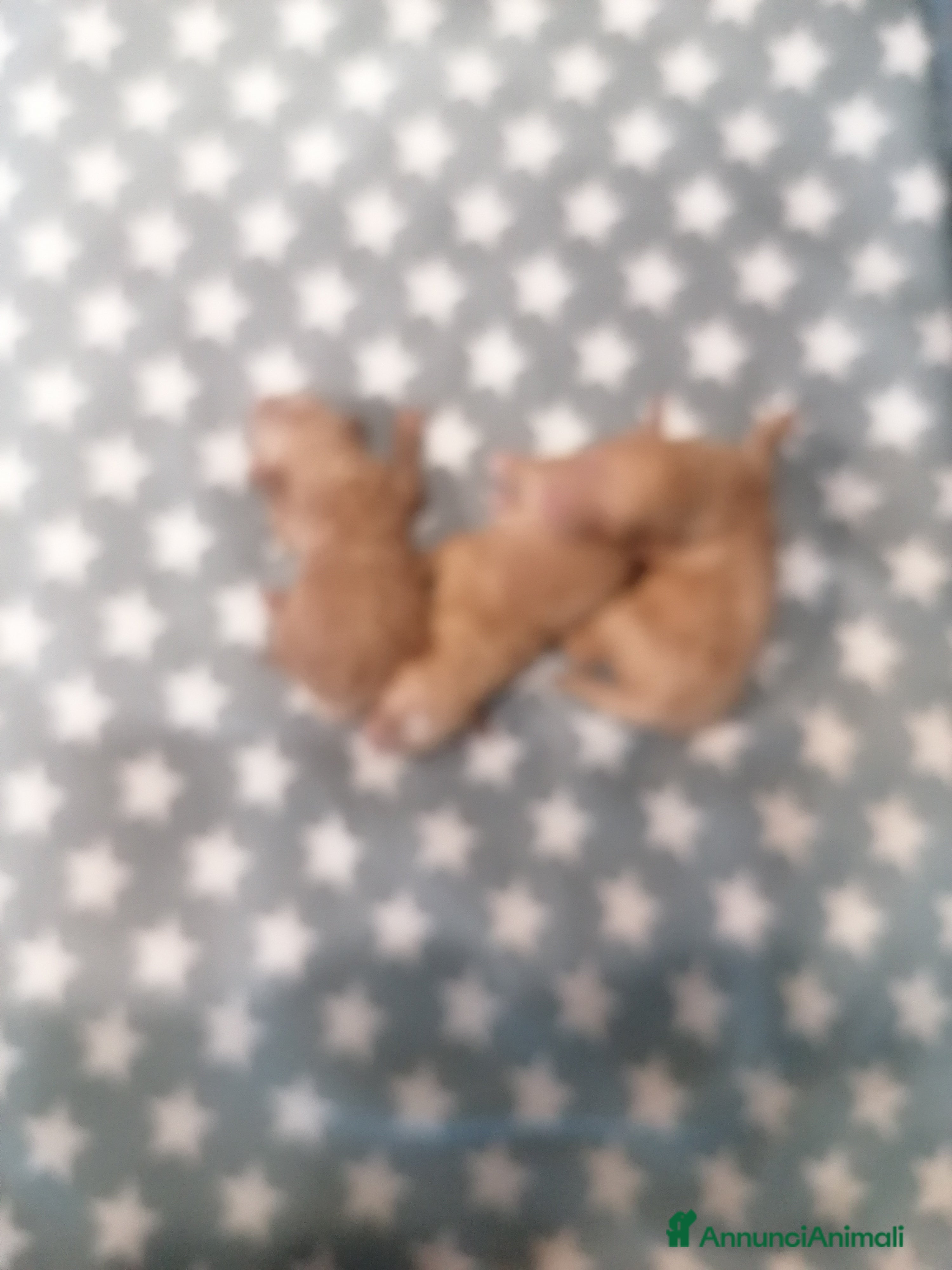 Barboncino Toy cani Barboncini Toy cuccioli - Annuncio 1