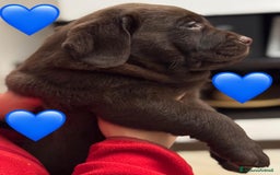 Labrador cani in vendita: Meraviglioso cucciolo di labrador chocolate puro a Città metropolitana di Palermo - Immagine 15