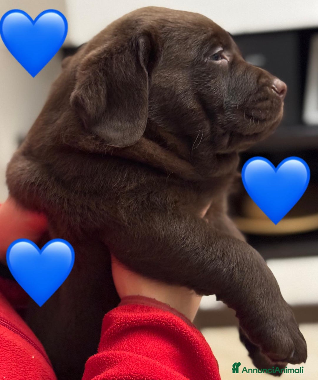 Labrador cani in vendita: Meraviglioso cucciolo di labrador chocolate puro a Città metropolitana di Palermo - Immagine 15