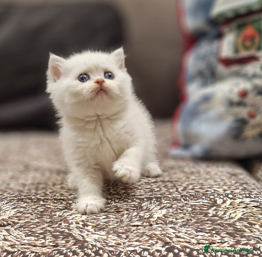 British gatti in vendita: British shorthair e longhair  - Annuncio 12