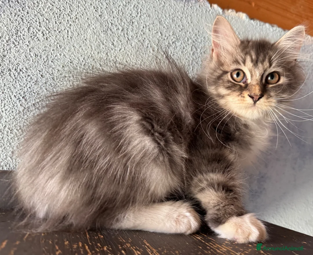 Siberiano gatti in vendita: cucciolo gatto siberiano ANFI - Annuncio 2