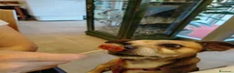 Jack Russell cani per accoppiamento: Jack russel misto pincher a Città metropolitana di Milano - Annuncio 3