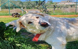Pastore Maremmano cani in regalo: ROSETTA,giocherellona e sguardo fiero a Pomezia - Immagine 10