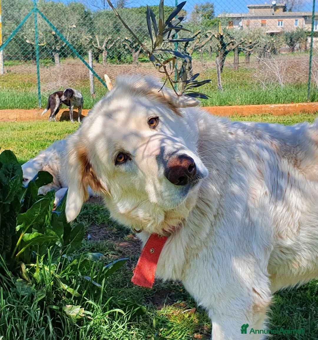 Pastore Maremmano cani in regalo: ROSETTA,giocherellona e sguardo fiero a Pomezia - Annuncio 10