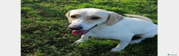 Labrador cani in regalo: Elio, dolcissimo, cerca casa a Roma - Annuncio 1