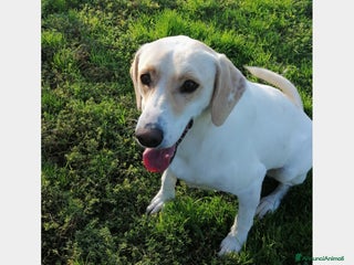 Labrador cani Elio, dolcissimo, cerca casa a Roma - Annuncio 8