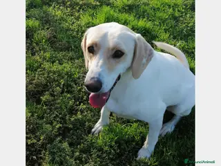 Labrador cani Elio, dolcissimo, cerca casa a Roma - Annuncio 3