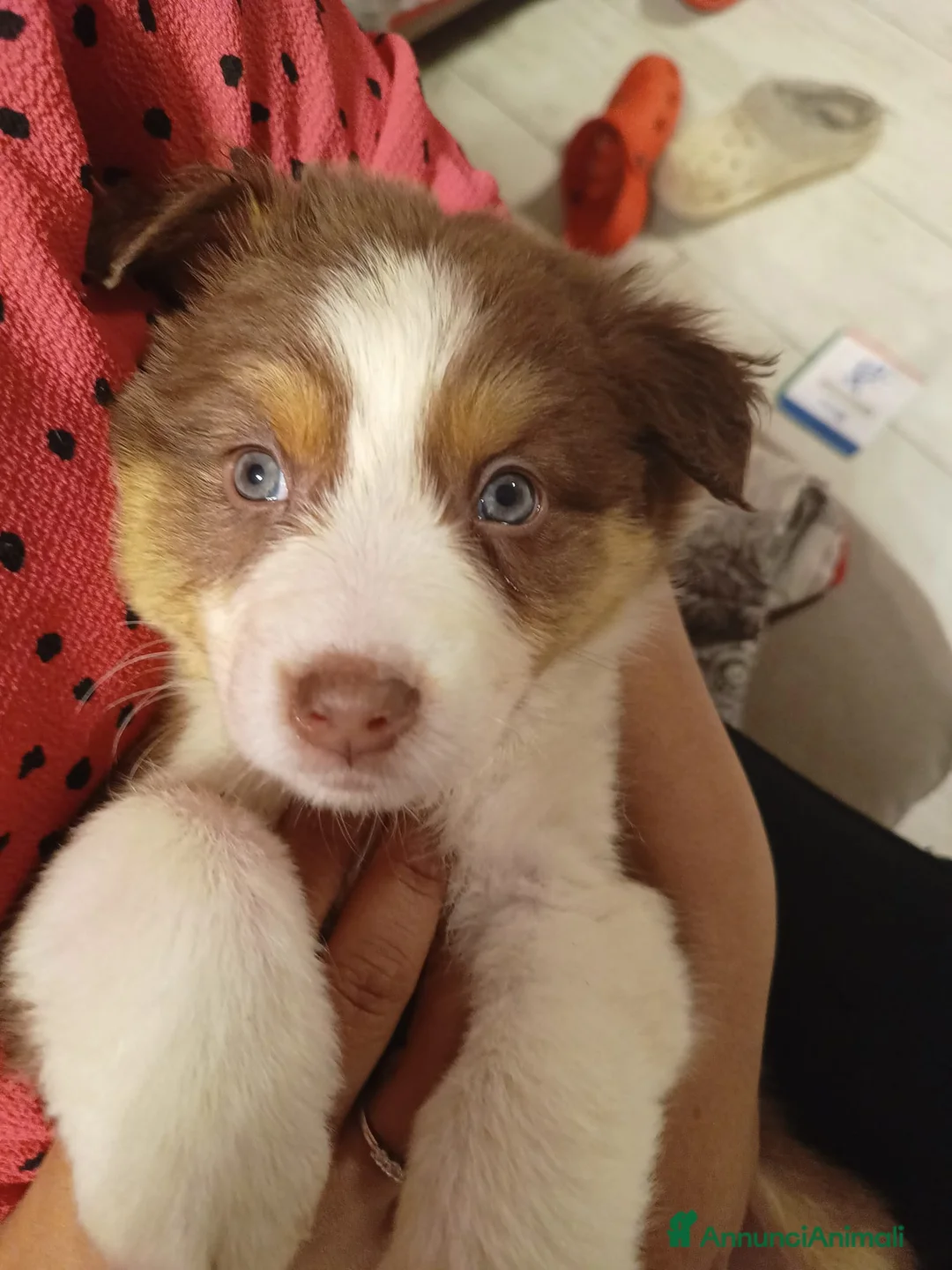 Australian Shepherd cani in vendita: Cuccioli fantastici - Annuncio 2