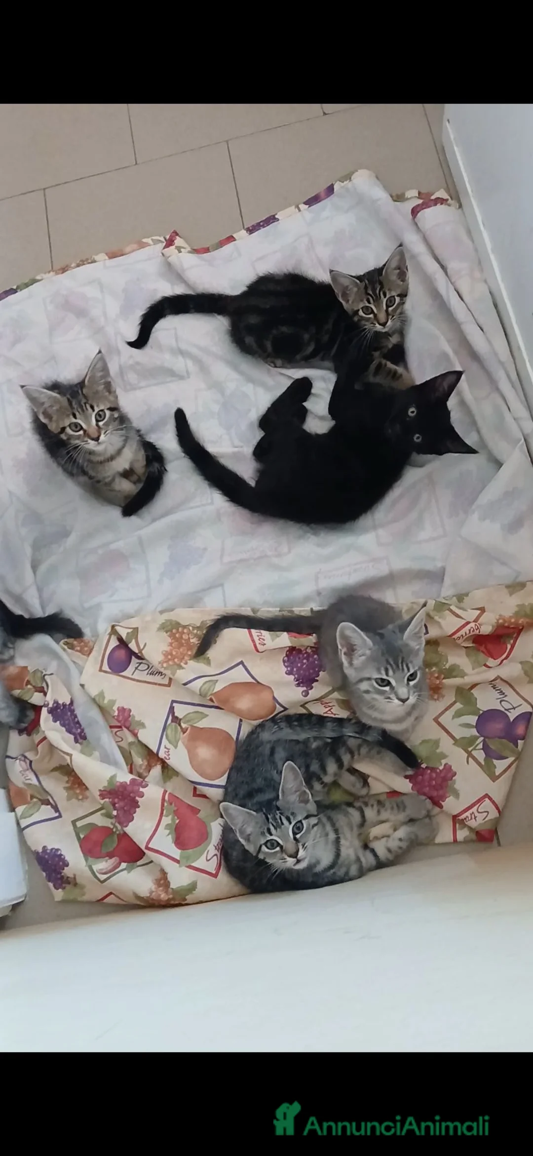 Maine Coon gatti in vendita: Cucciole di maine coon simil a Provincia di Biella - Annuncio 2