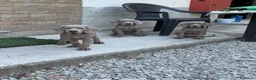 Weimaraner cani in vendita:  CUCCIOLI DISPONIBILI di Weimaranner  - Annuncio 1