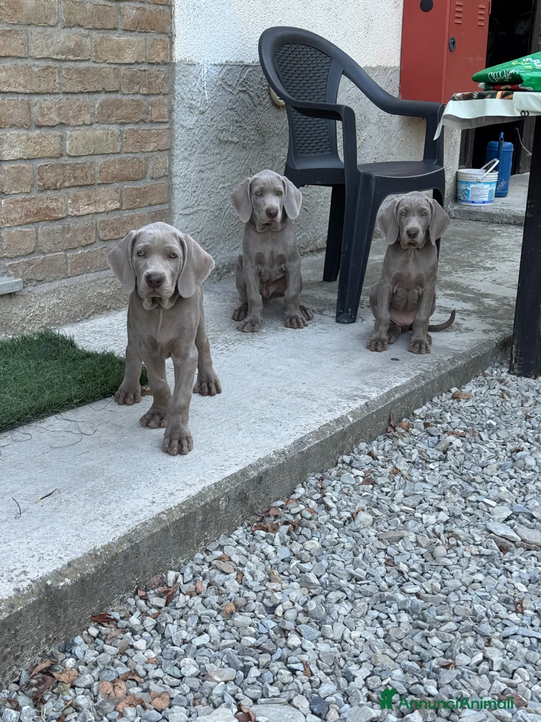 Weimaraner cani in vendita:  CUCCIOLI DISPONIBILI di Weimaranner  - Annuncio 1