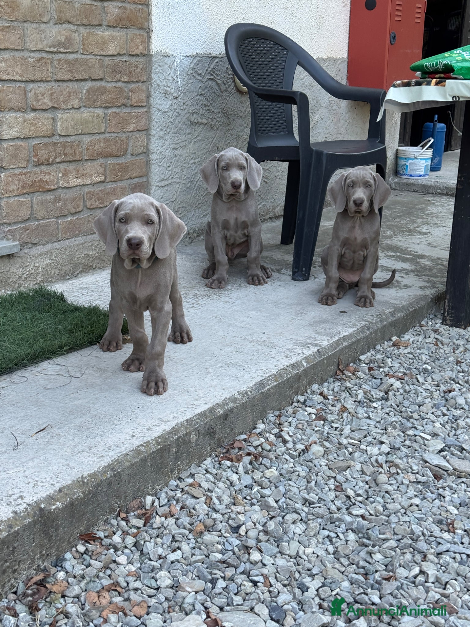 Weimaraner cani CUCCIOLI DISPONIBILI di Weimaranner - Annuncio 3