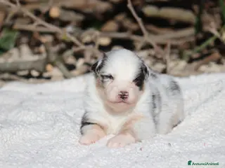 Australian Shepherd cani Cuccioli di Pastore Australiano - Annuncio 2