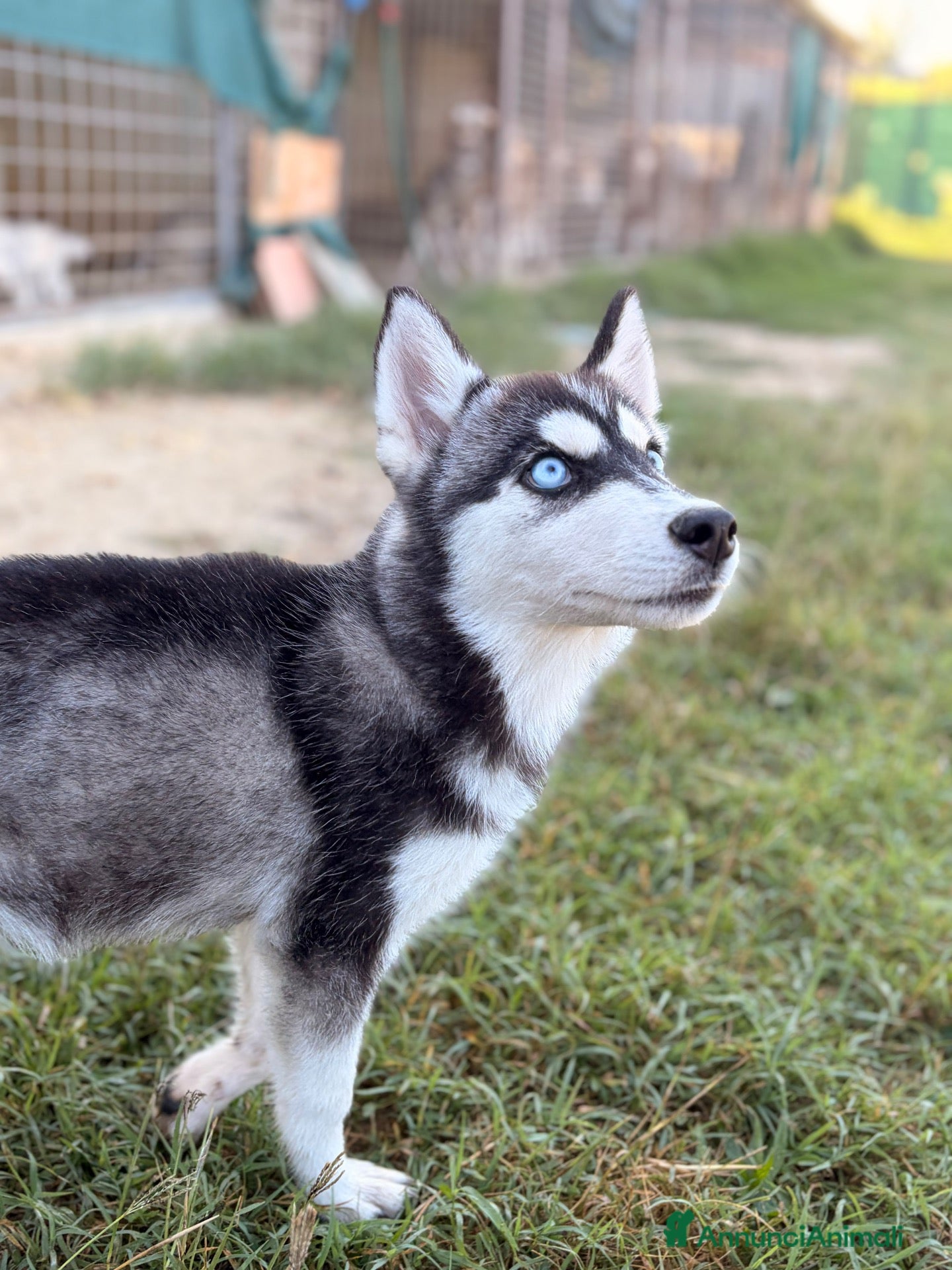 Husky cani Cuccioli Siberian Husky  - Annuncio 2