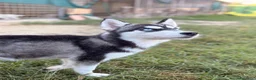 Husky cani in vendita: Cuccioli Siberian Husky  - Annuncio 1