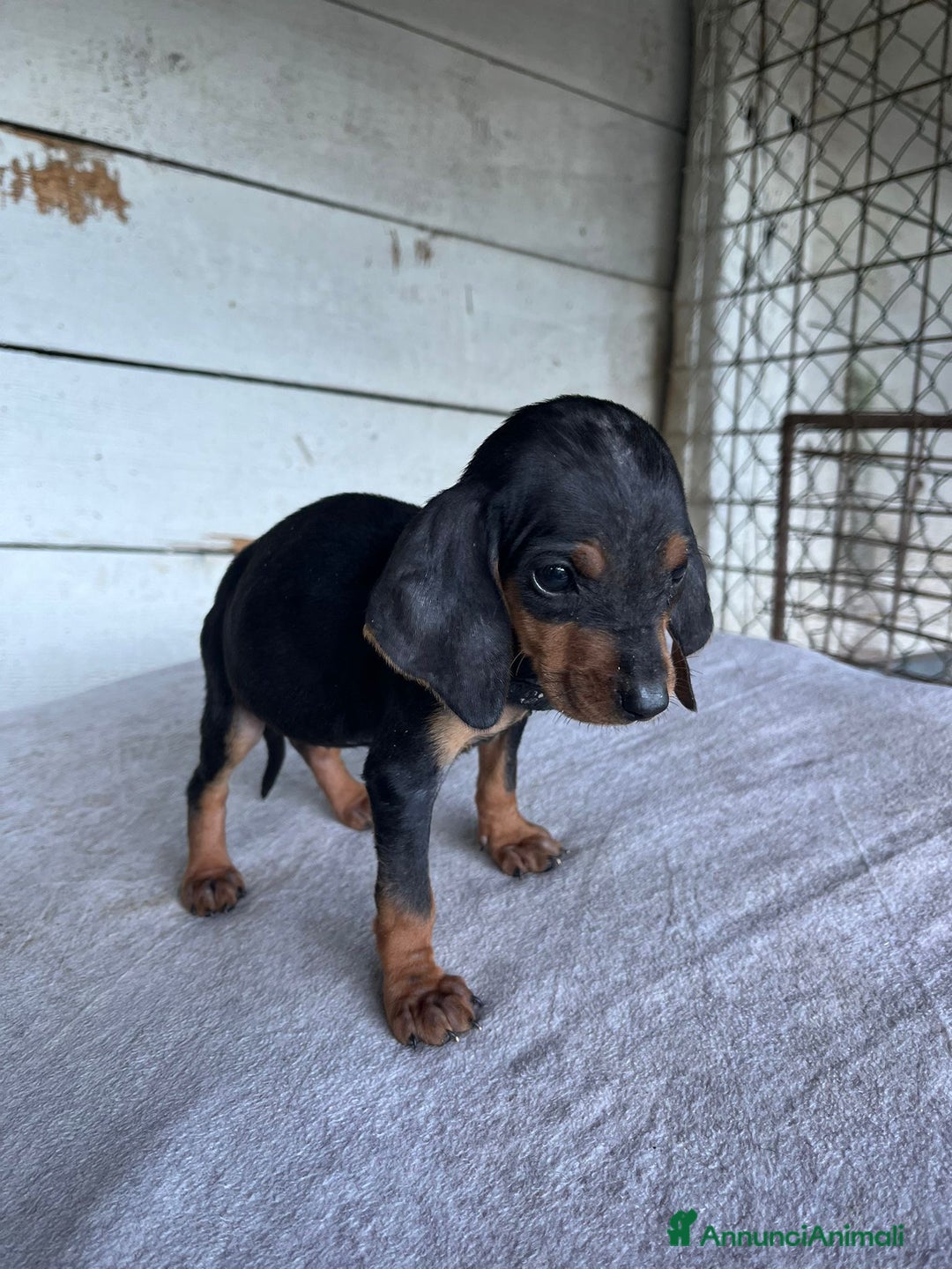 Segugio cani in vendita: segugio italiano  - Annuncio 10