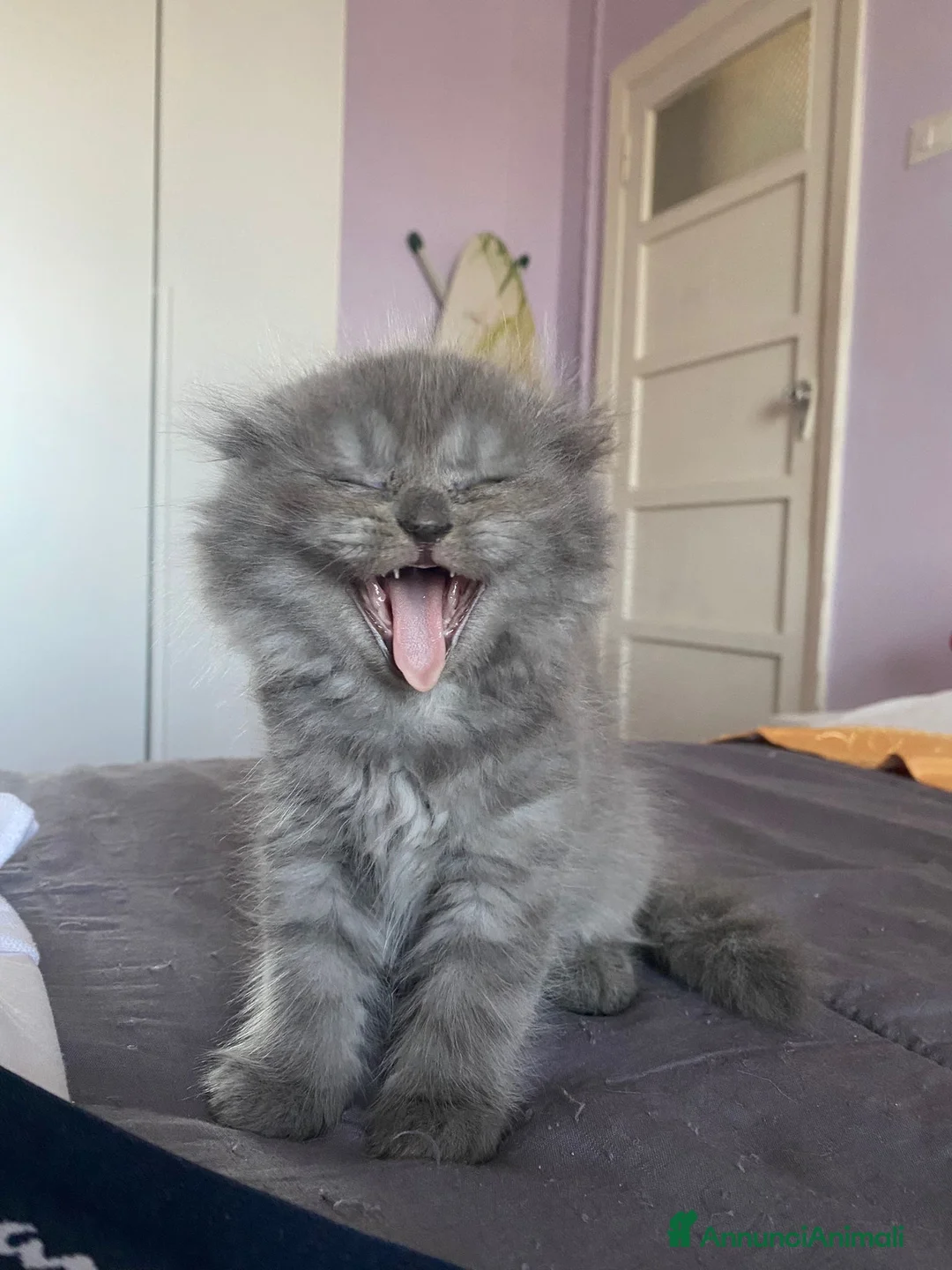 Scottish gatti in vendita: Scottish fold e Scottish Straight  - Annuncio 13