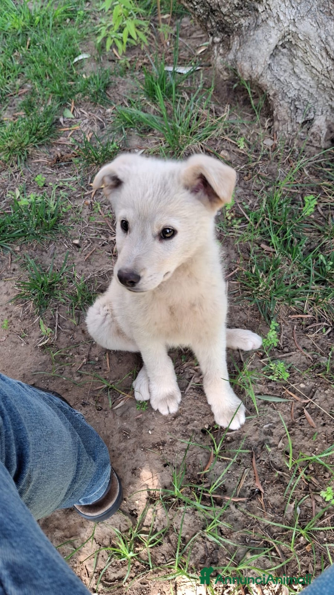 Meticcio cani in regalo: SID 💙-cucciolo “orsetto lanoso” cerca la sua casa a Città metropolitana di Milano - Immagine 3