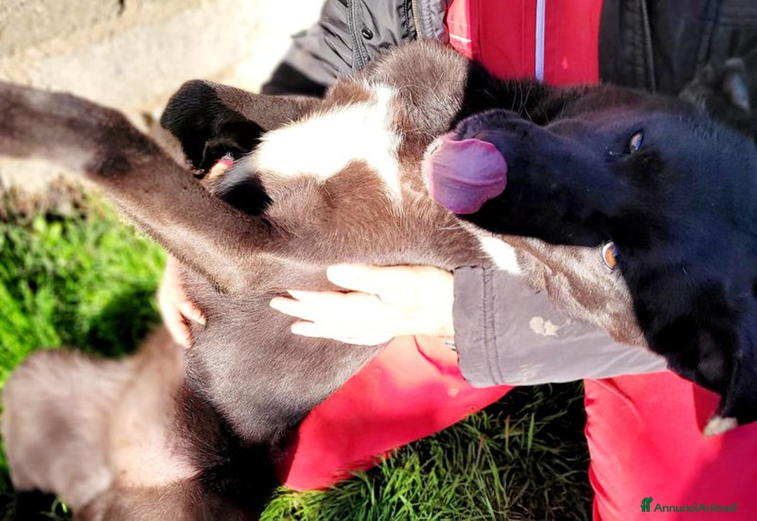 Labrador cani in regalo: Bibbi' la gioia del suo essere ti prende il cuore - Annuncio 3