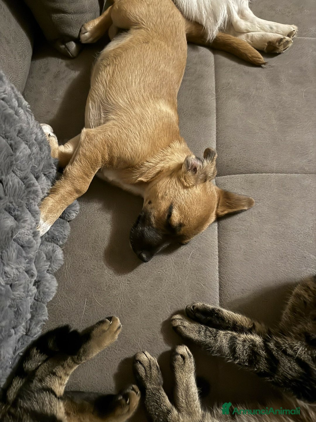 Meticcio cani in regalo: LINDA, cucciolotta coccolona cerca famiglia! - Annuncio 5