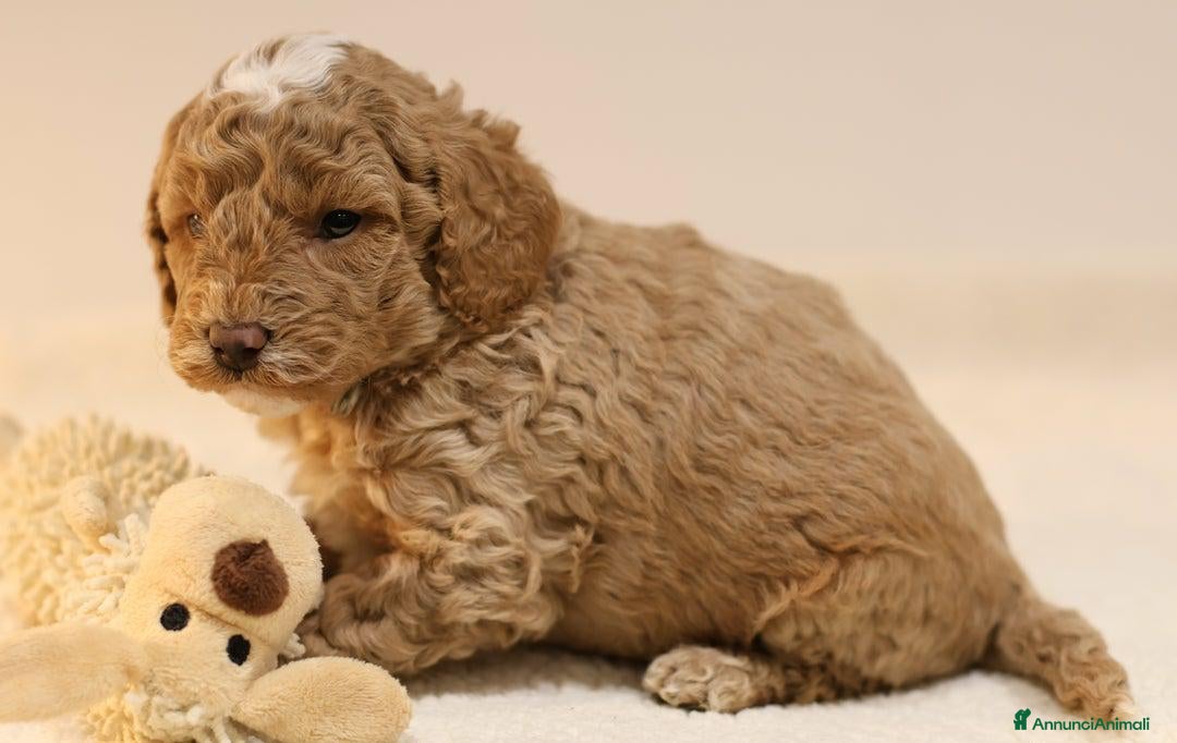 Meticcio cani in vendita: Cuccioli di F1BB Cavapoo Rosso & Crema - Annuncio 35