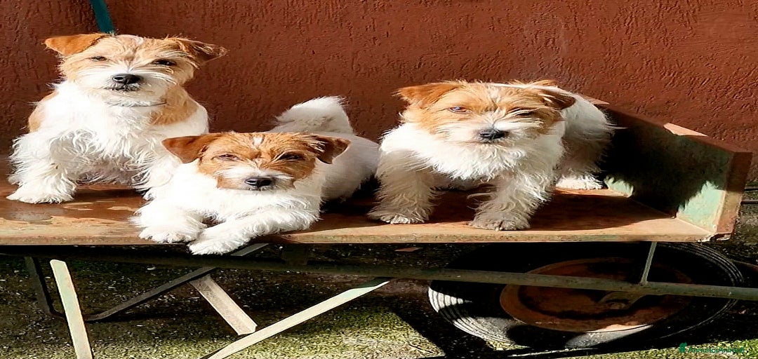 Immagine della galleria {{count}}