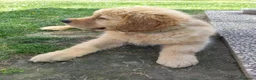 Golden Retriever cani in vendita: Golden retriever 90%linea americana pedigree ENCI  - Annuncio 16