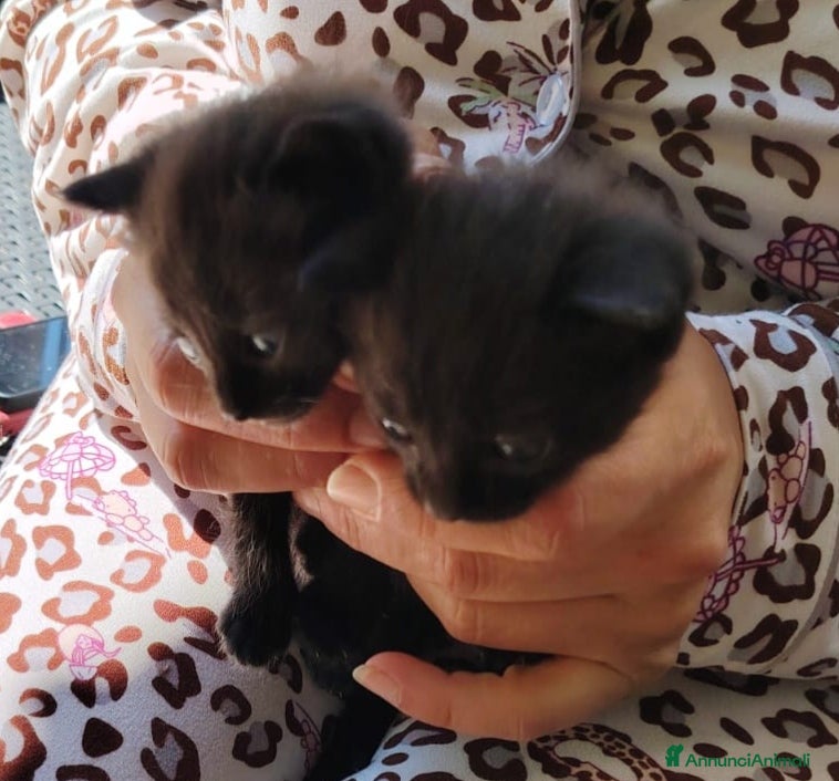 Altre razze gatti Gattini cercano casa - Annuncio 2