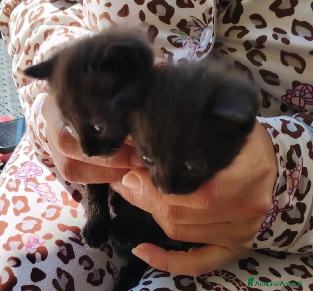 Altre razze gatti in regalo: Gattini cercano casa - Annuncio 1