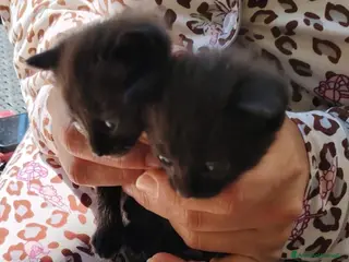 Altre razze gatti Gattini cercano casa - Annuncio 2