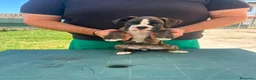 Boxer cani in vendita: Cuccioli di boxer - Annuncio 6
