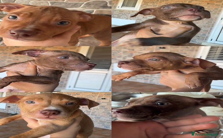 Pitbull cani - Annuncio 1