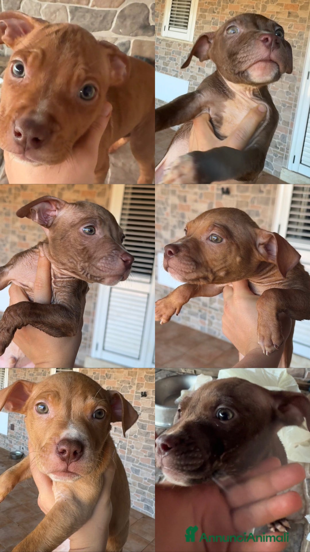 Pitbull cani in vendita: American PitBull Terrier Red Nose  - Annuncio 1