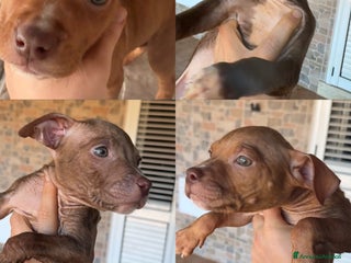 Pitbull cani American PitBull Terrier Red Nose - Annuncio 15