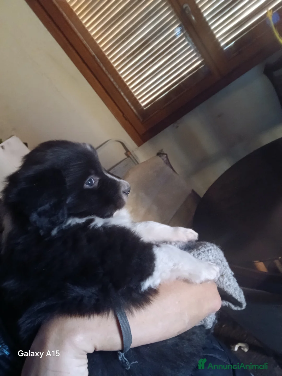 Meticcio cani in vendita: cuccioli su prenotazione - Annuncio 17