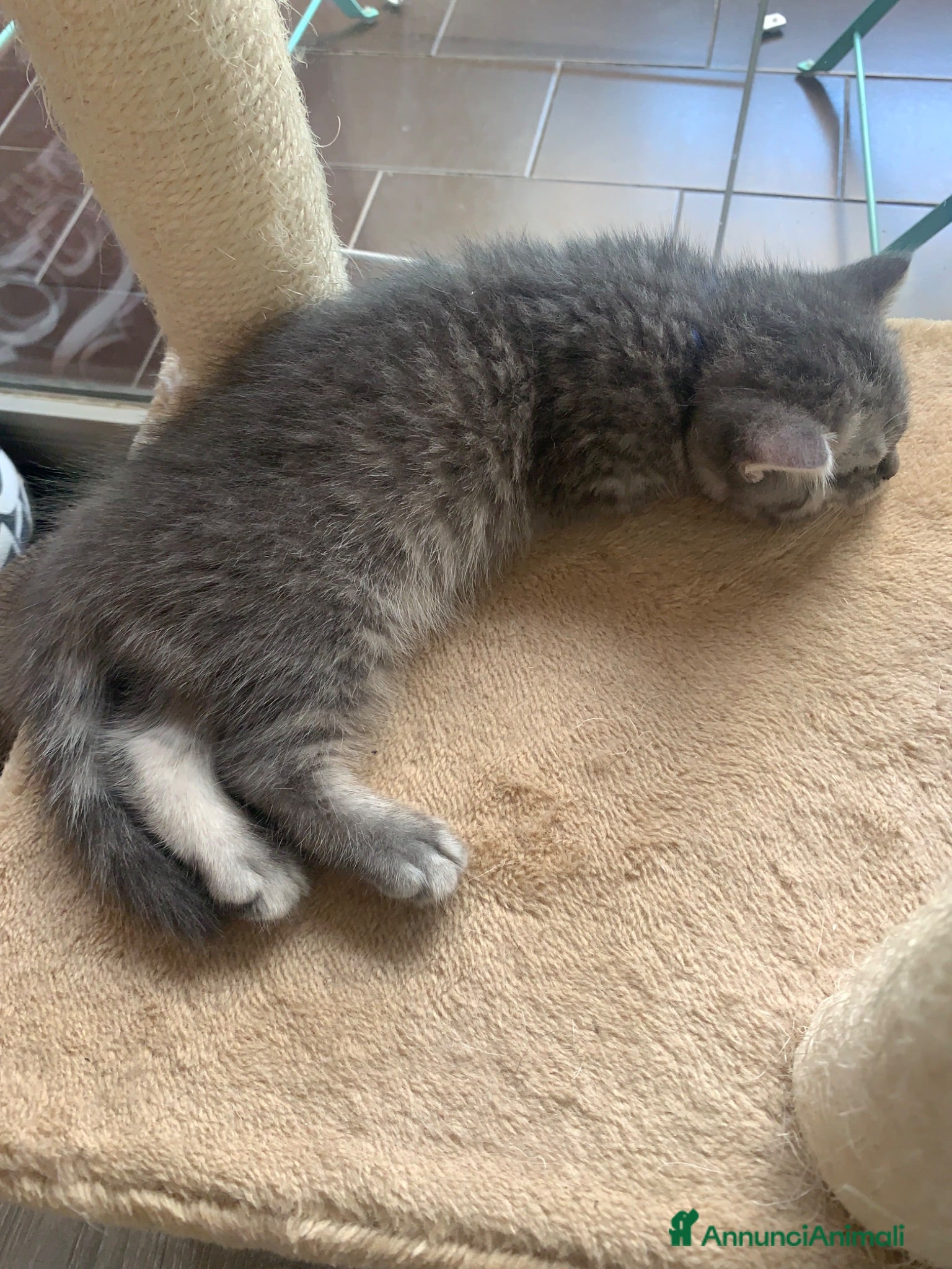 Scottish gatti Scottish /british shorthair e longhair  - Annuncio 1
