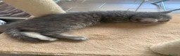 Scottish gatti in vendita: Scottish /british shorthair e longhair  - Annuncio 1