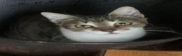 Meticcio gatti in regalo: 2 anni scarsi, dolce come lo zucchero  - Annuncio 2