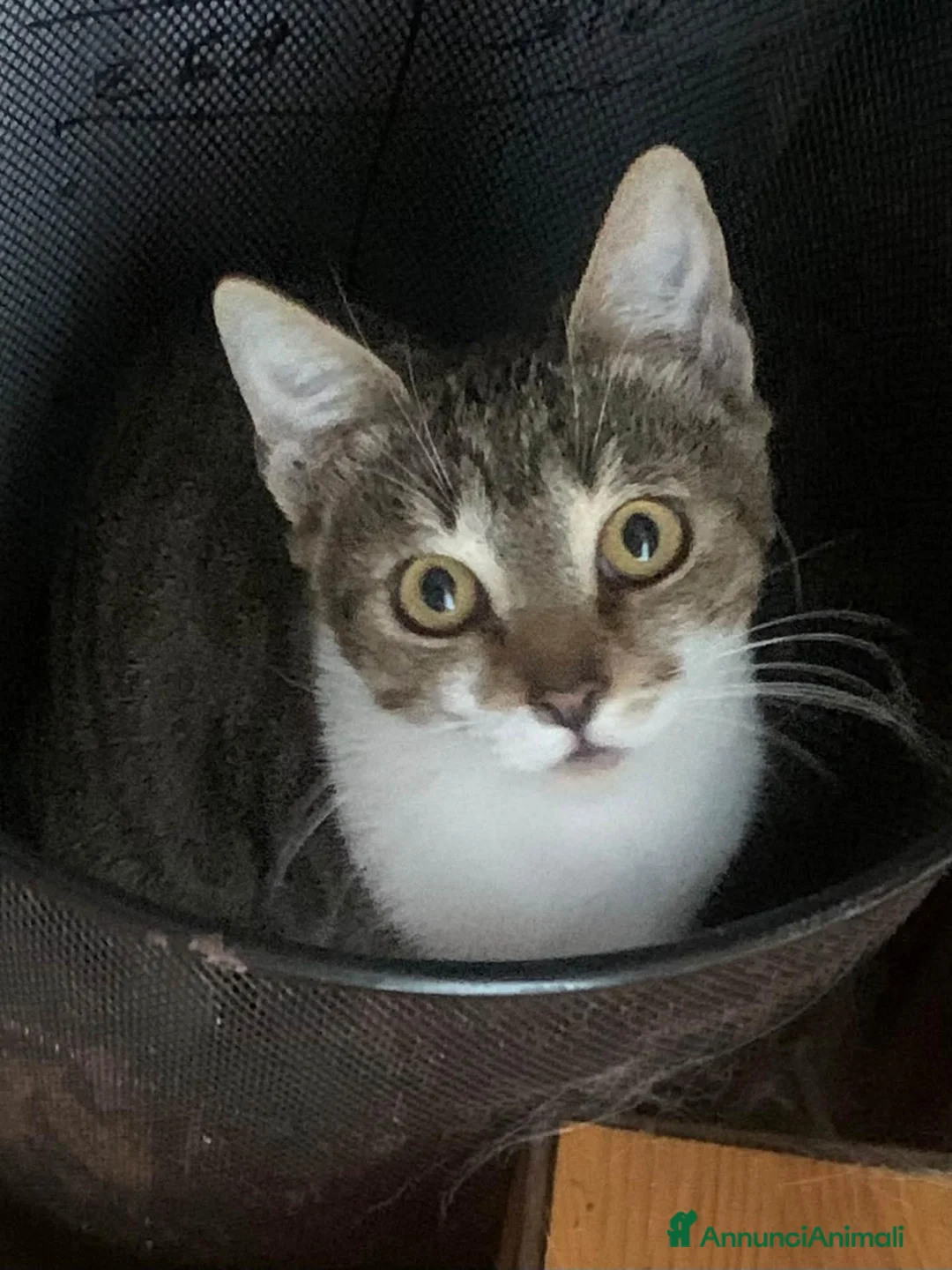 Meticcio gatti in regalo: 2 anni scarsi, dolce come lo zucchero  - Annuncio 2