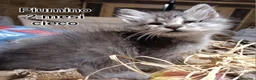 Europeo gatti in regalo: MICINI: URGENTE! TEMPO SCADUTO  a Provincia di Arezzo - Annuncio 5