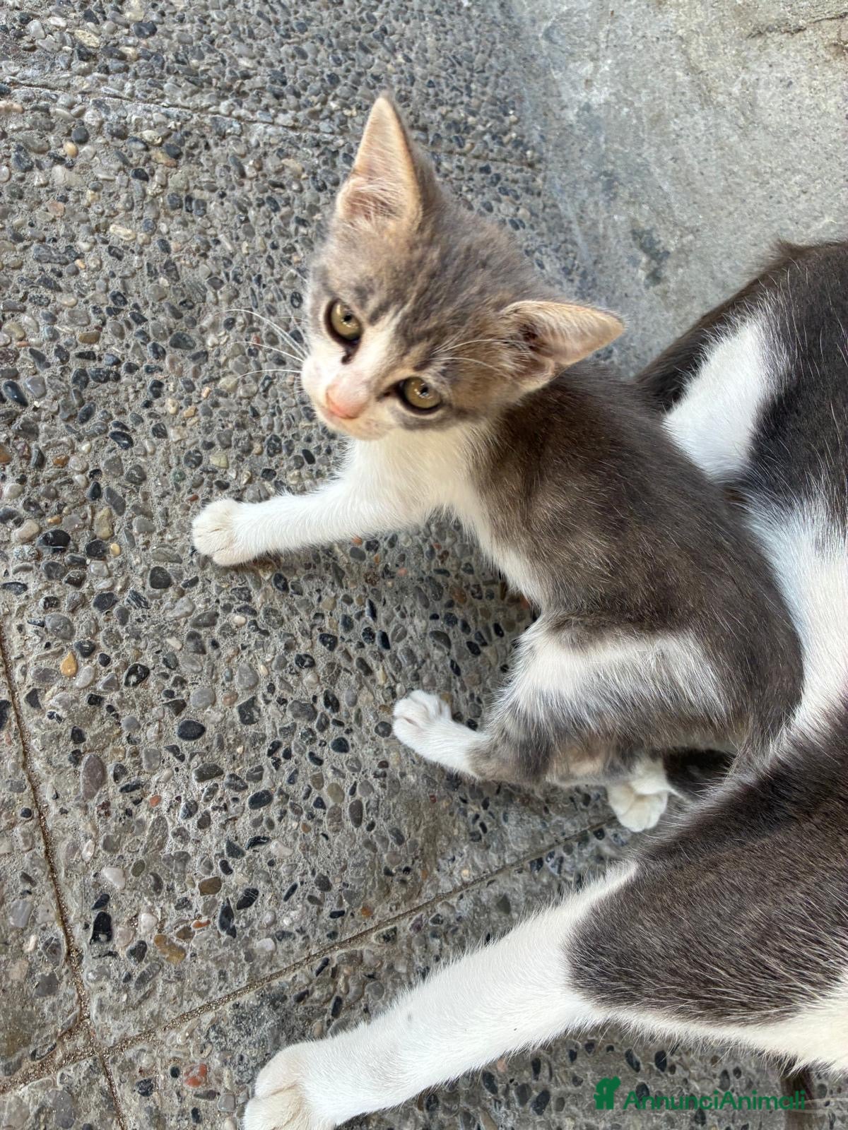 Meticcio gatti Gattini - Annuncio 11