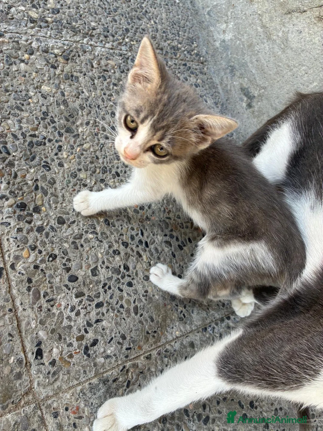 Meticcio gatti in regalo: Gattini - Annuncio 1