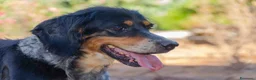 Meticcio cani in regalo: 𝗙𝗥𝗘𝗬𝗔, simil setter a Provincia di Lecce - Annuncio 2