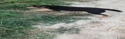 Meticcio cani in vendita: Cuccioli in adozione – Goito (MN) - Annuncio 4