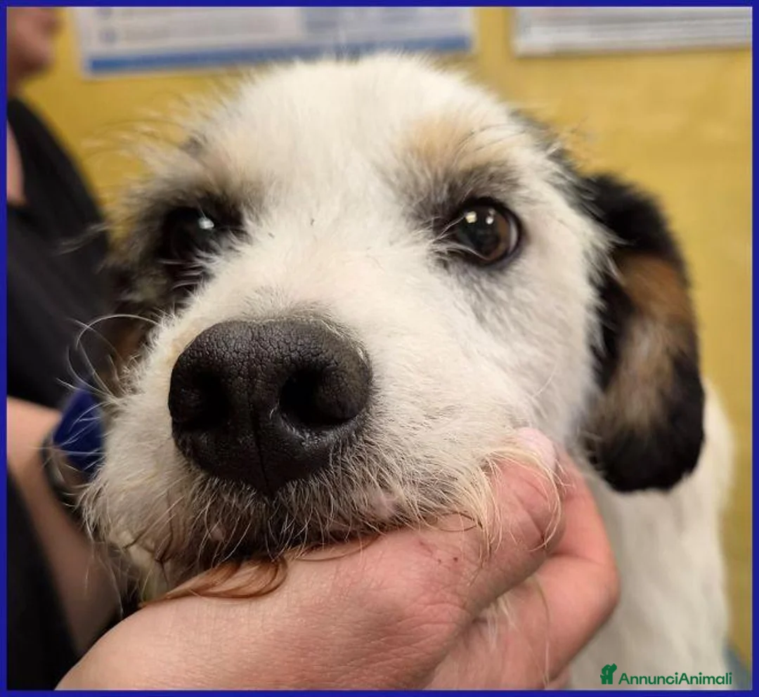 Meticcio cani in regalo: JOHNTRA sogna una famiglia - Annuncio 2
